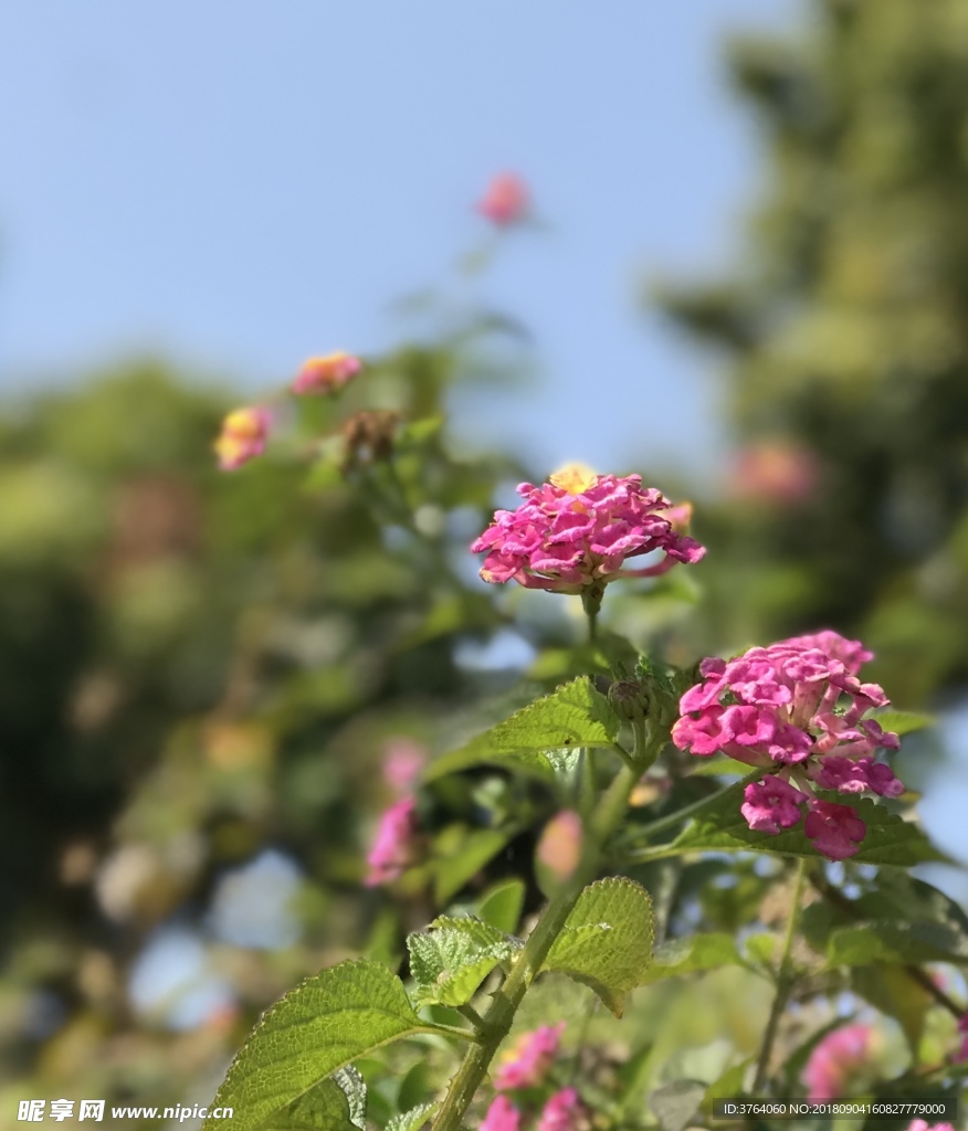 小花