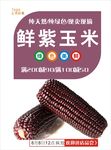 紫玉米海报