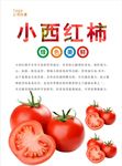 西红柿海报
