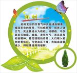 柏树