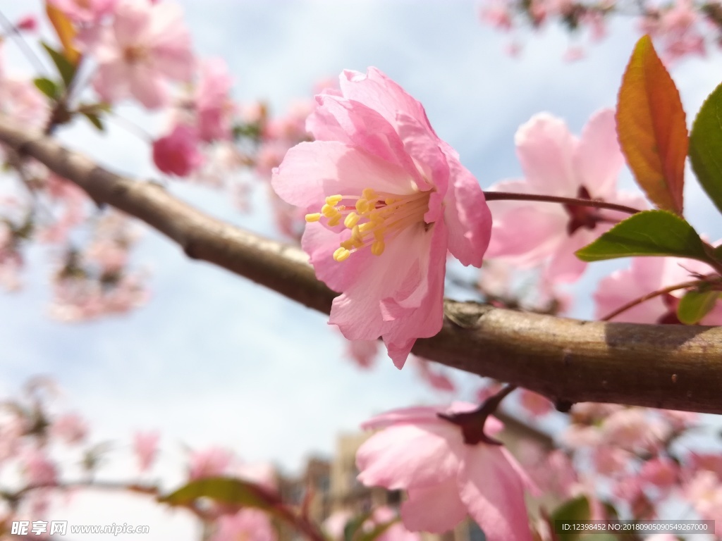 桃花