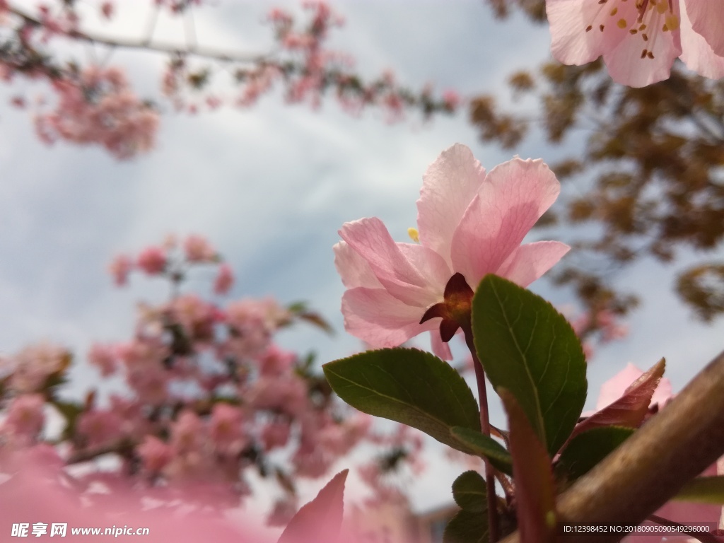 桃花