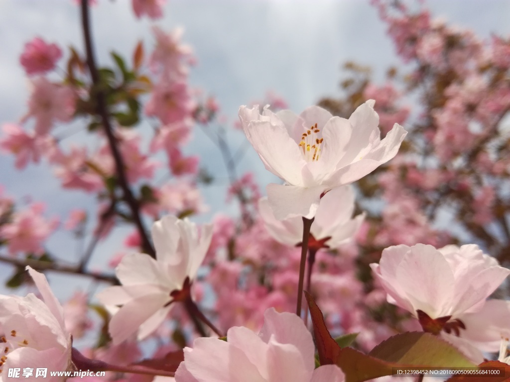 桃花