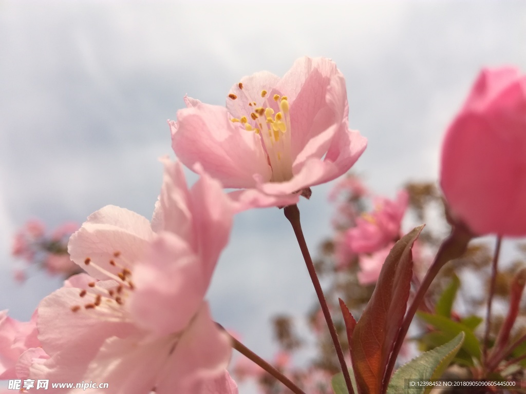 桃花