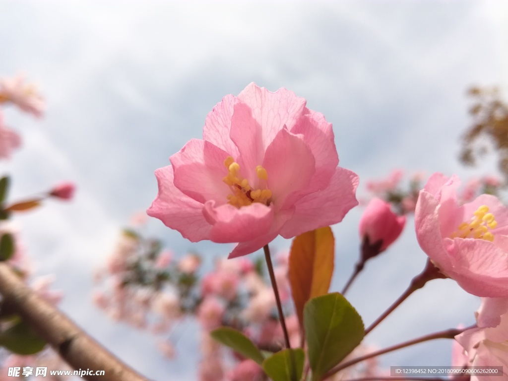 桃花