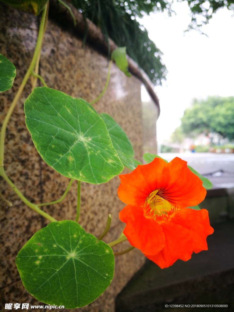 旱伞莲