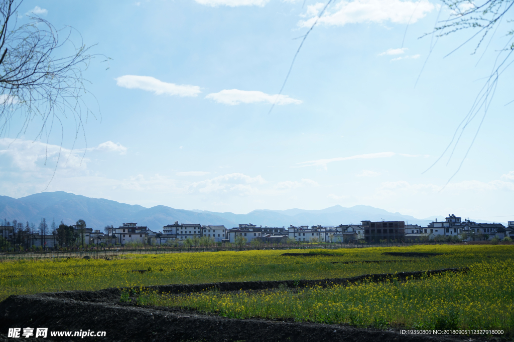 大理 村落 油菜花