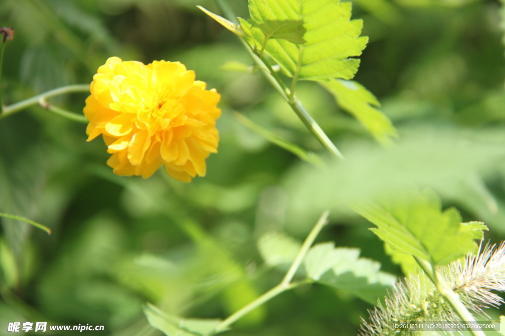 黄花