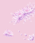 莲花