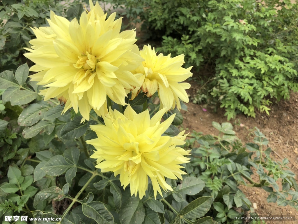 大丽花地瓜花