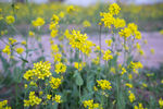 油菜花