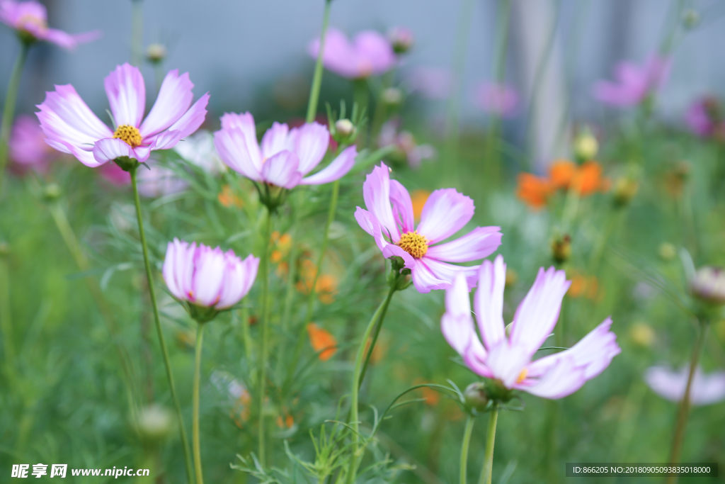 格桑花