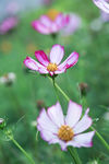 格桑花
