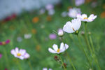 格桑花