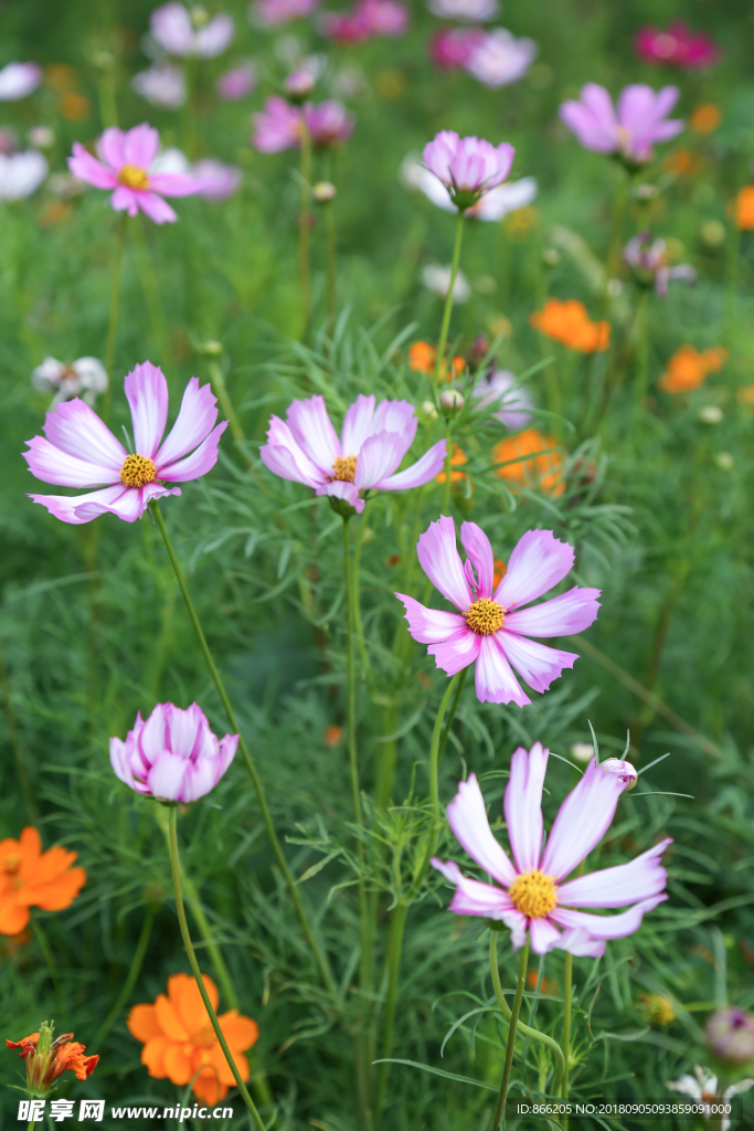 格桑花