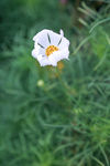 格桑花