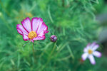 格桑花