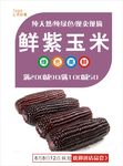 紫玉米海报