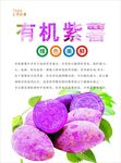 紫薯海报