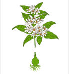 花