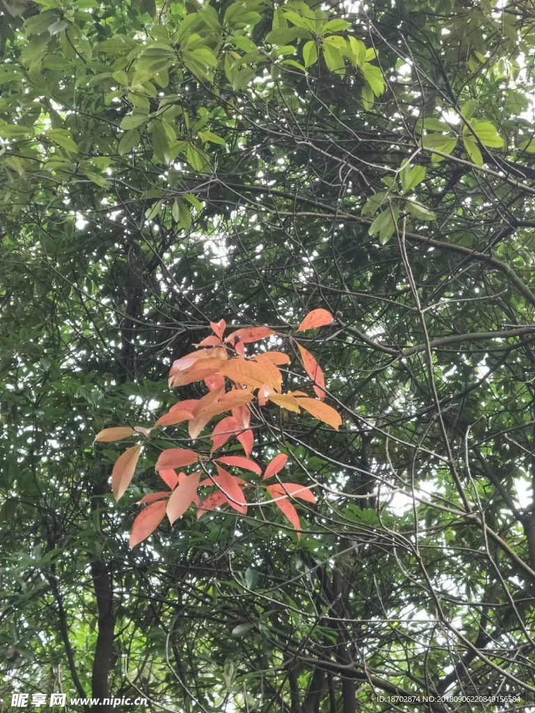 红绿相间