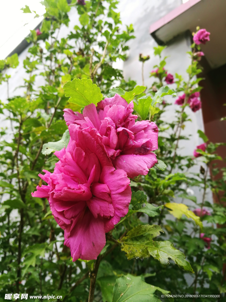 木槿花