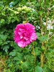 木槿花