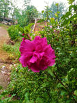 木槿花