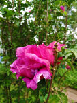 木槿花