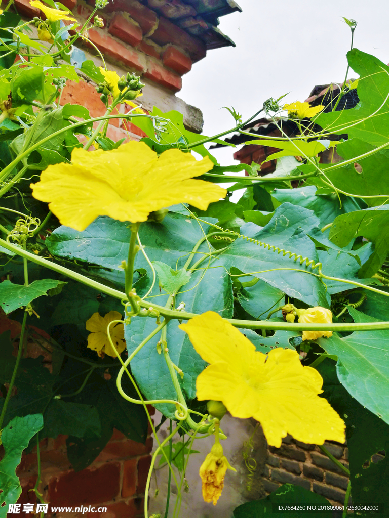 丝瓜花