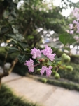 紫薇花