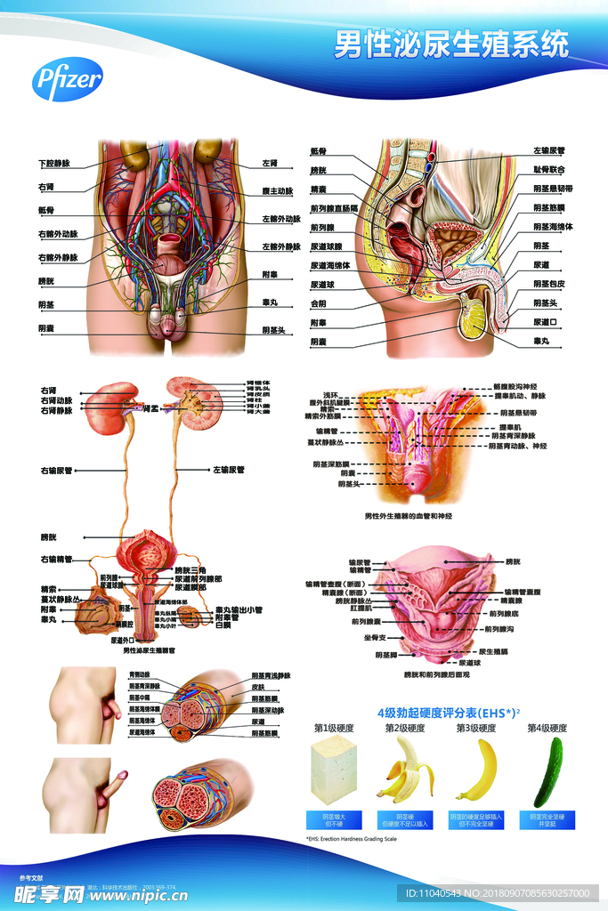 男性泌尿生殖系统
