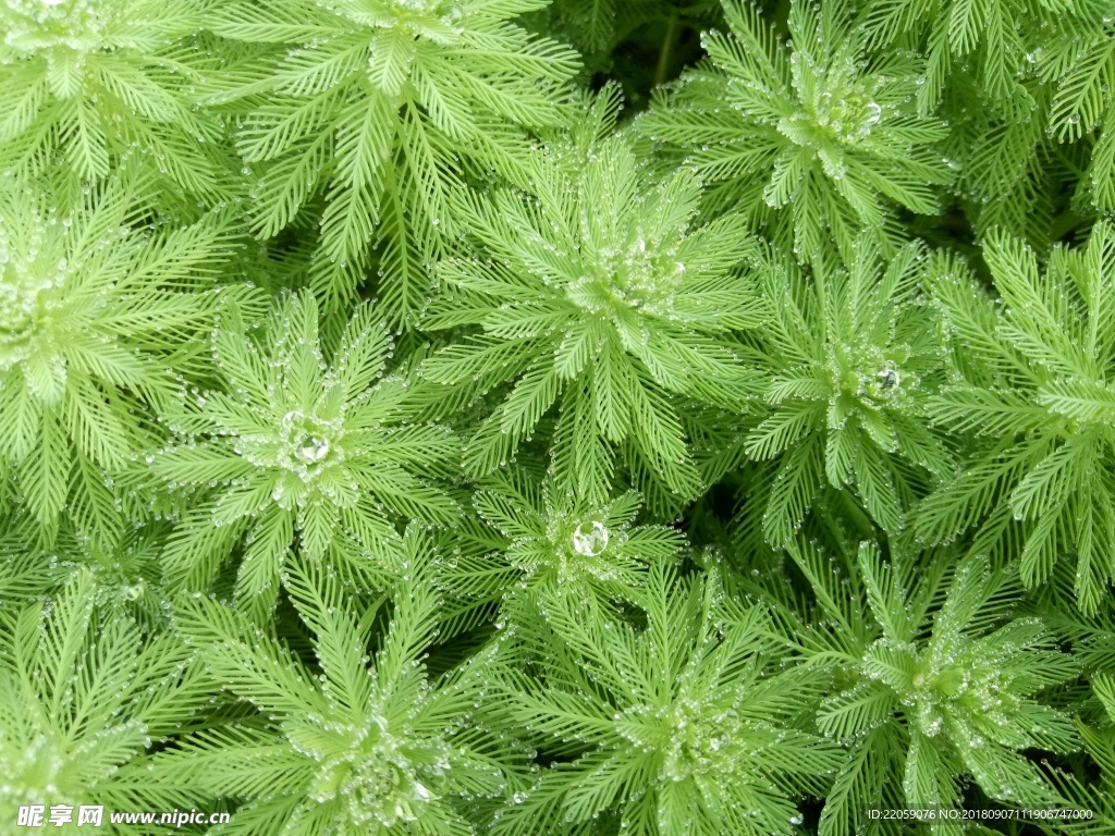 绿色植物