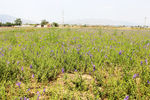 黄芪基地