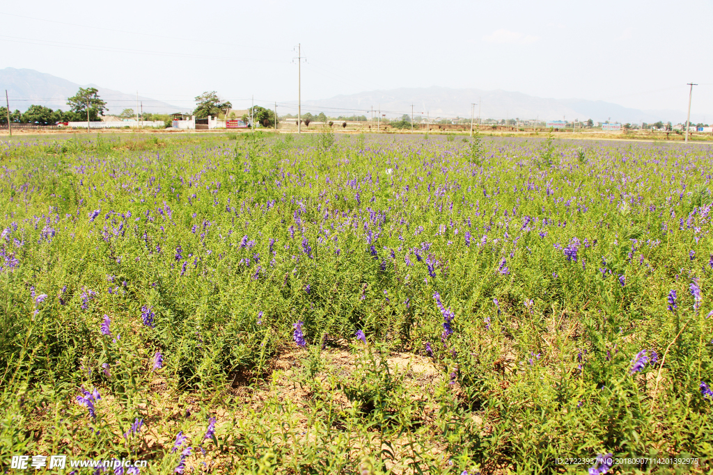 黄芪基地