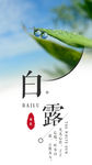 白露