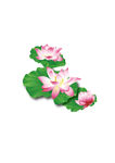 荷花-2