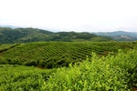 茶园基地