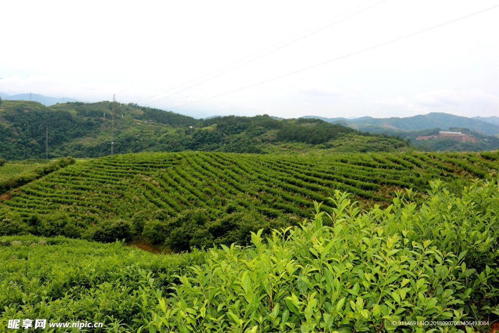 茶园基地