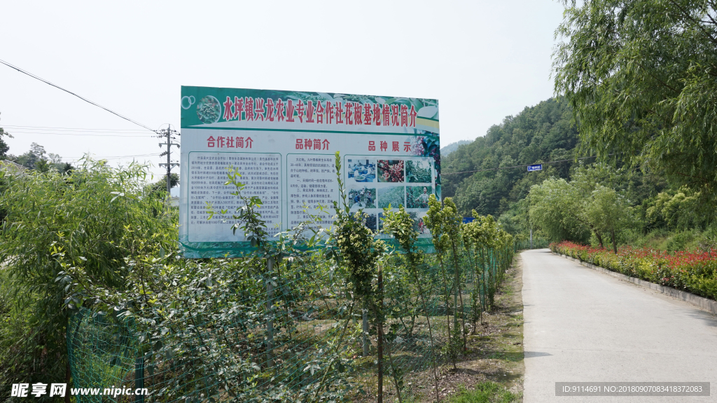 花椒基地