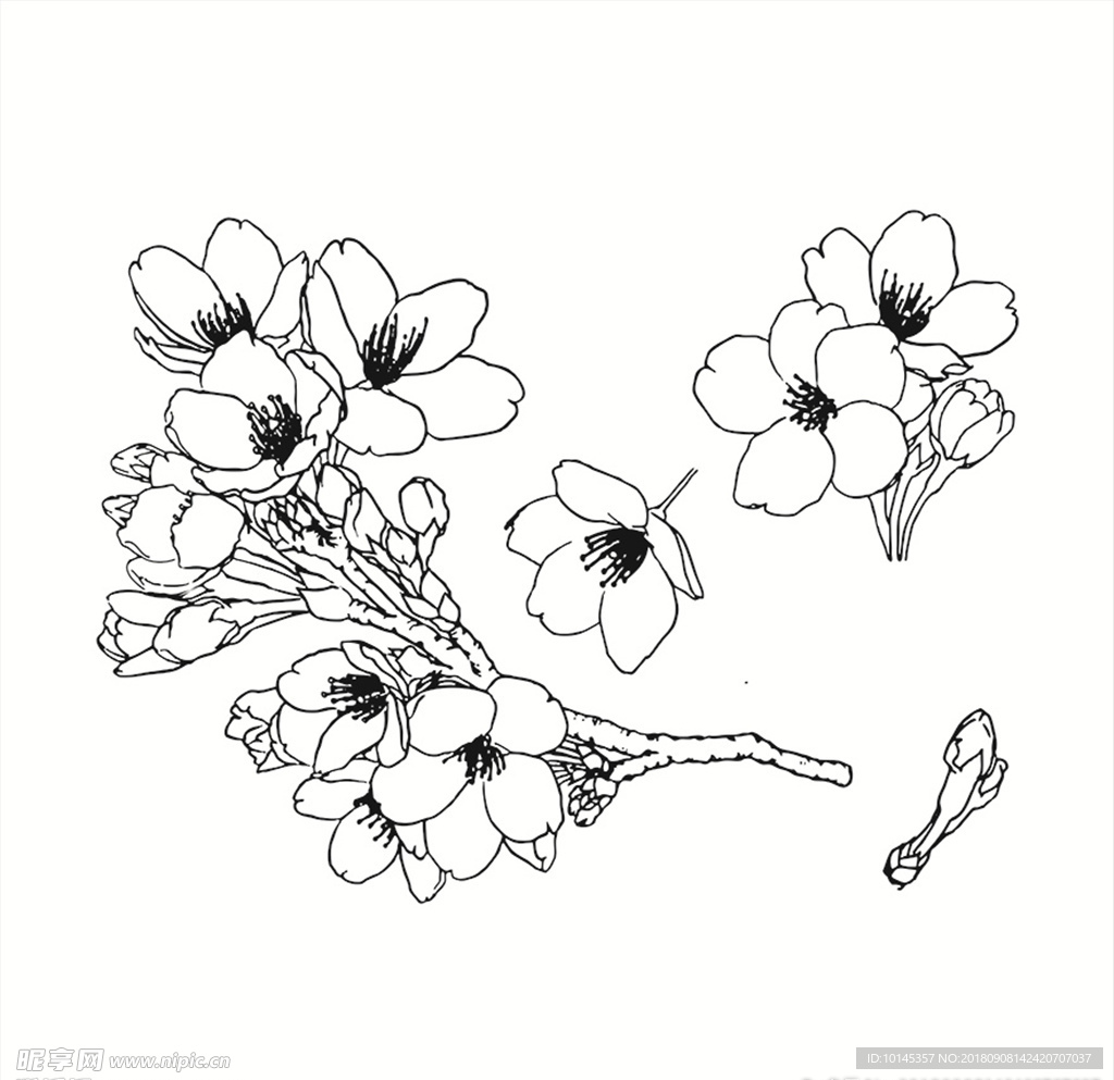 花卉