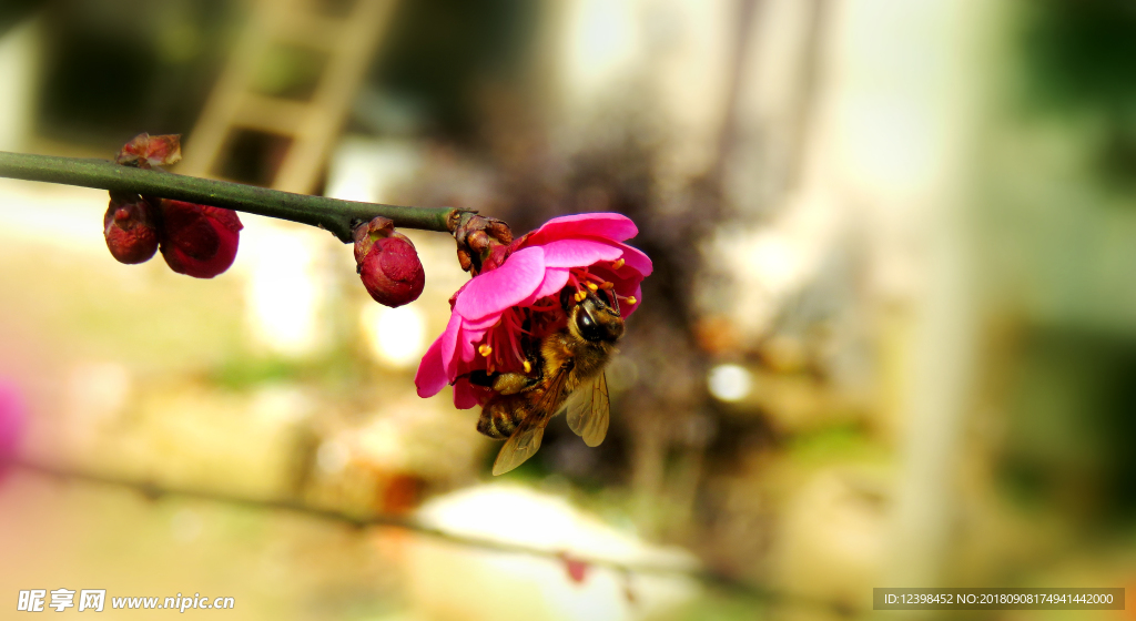桃花