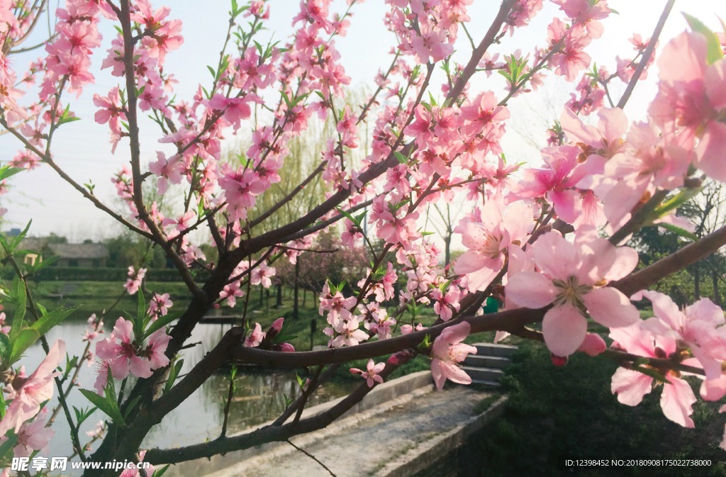 桃花