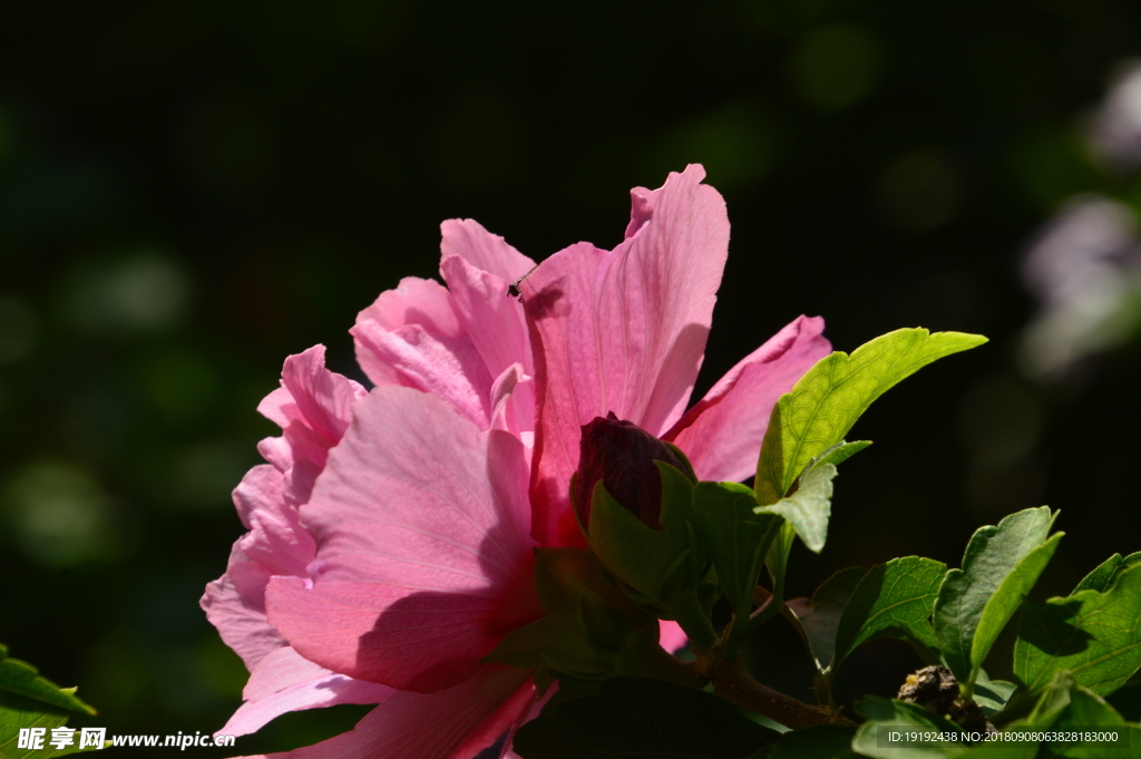 木槿花