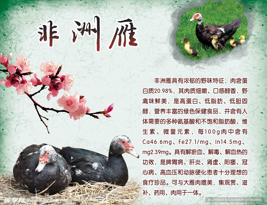 非洲雁