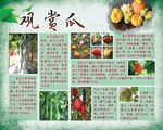观赏瓜