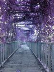 紫色长廊