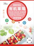 草莓海报