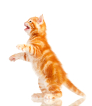 猫咪站立图片