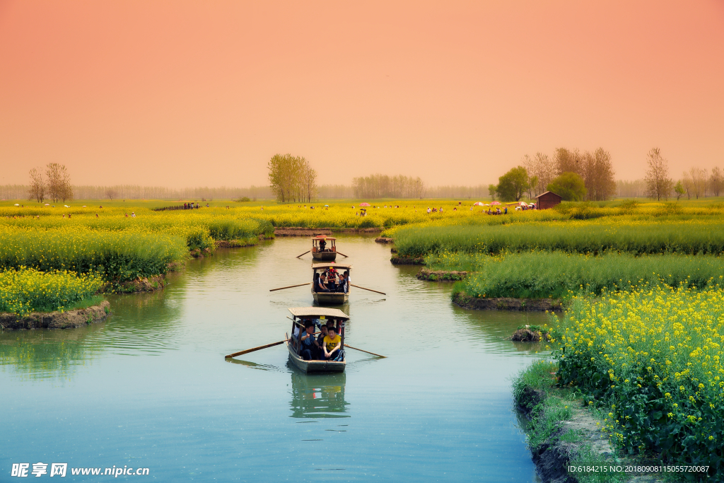 江苏 兴化 油菜花  风景